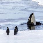 Changement Climatique Menace Les Manchots Empereurs Changement Climatique Menace Les Manchots Empereurs