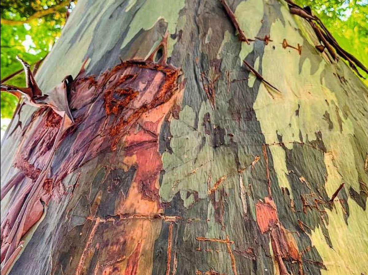 Sauver le Pernambouc Sans Perdre L'Archet Sauver le Pernambouc Sans Perdre L'Archet