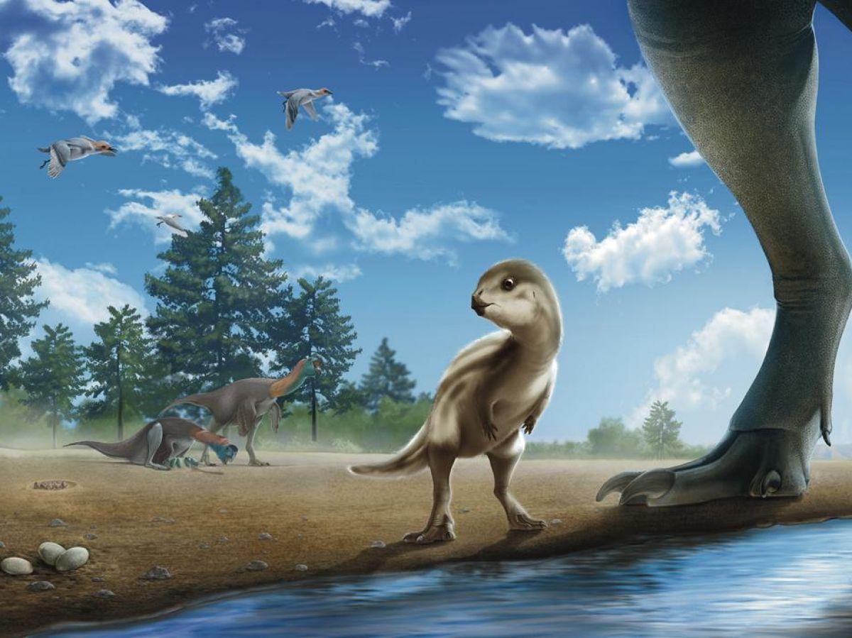 Doolysaurus, Bébé Dinosaure Coréen Doolysaurus, Bébé Dinosaure Coréen