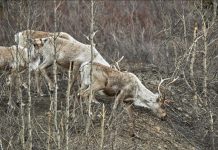 Femelles Rennes Avec Bois: Une Hypothèse Étonnante Femelles Rennes Avec Bois: Une Hypothèse Étonnante