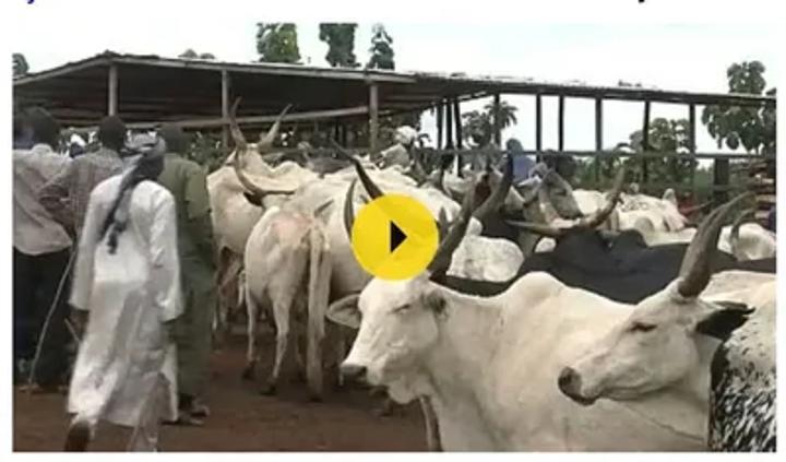 Kogrengbo Interpelle Ministre Sur Prix Viande Bangui Kogrengbo Interpelle Ministre Sur Prix Viande Bangui