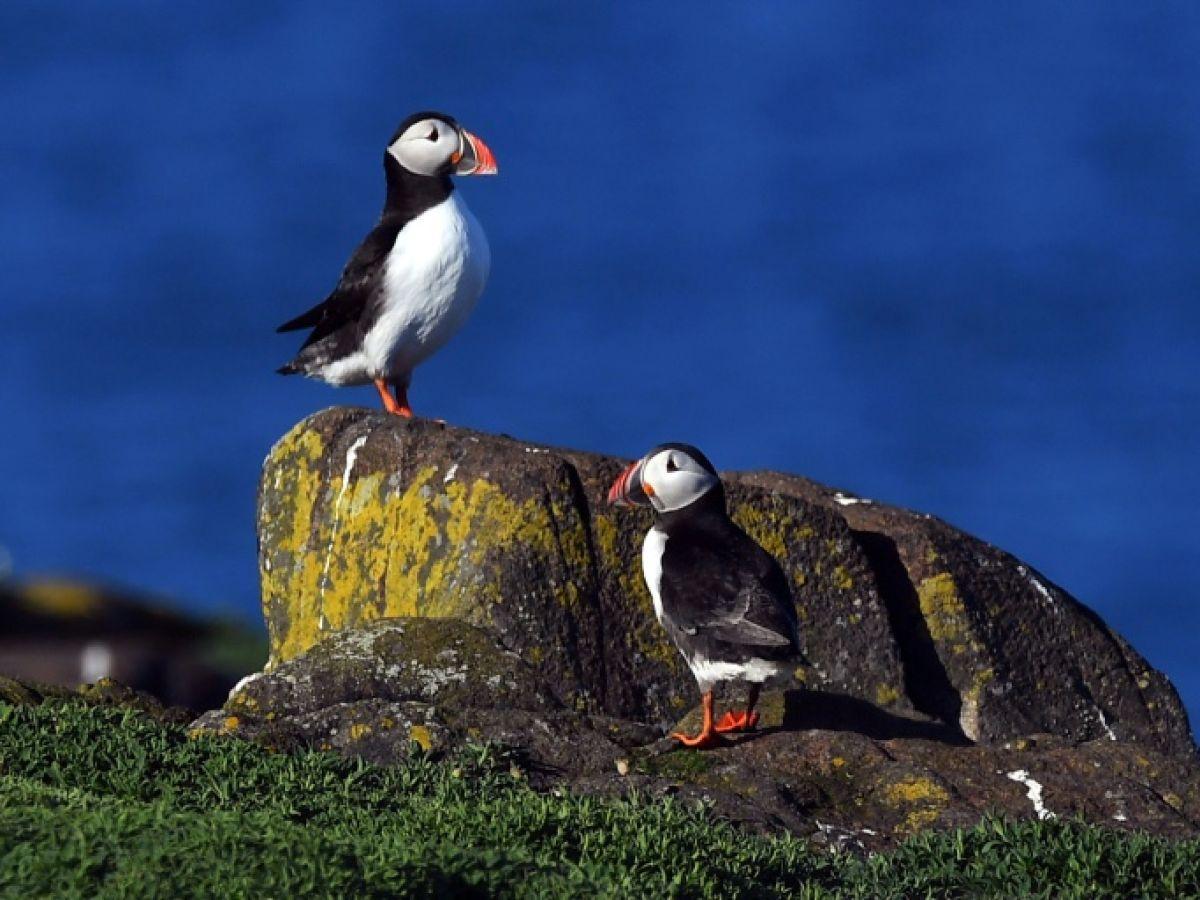 Macareux Rescapés Retourent à l'Atlantique Après Hécatombe Macareux Rescapés Retourent à l'Atlantique Après Hécatombe