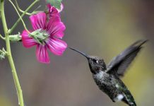 Nectars Floraux Contenant de l’Alcool Consommés par Abeilles Nectars Floraux Contenant de l'Alcool Consommés par Abeilles