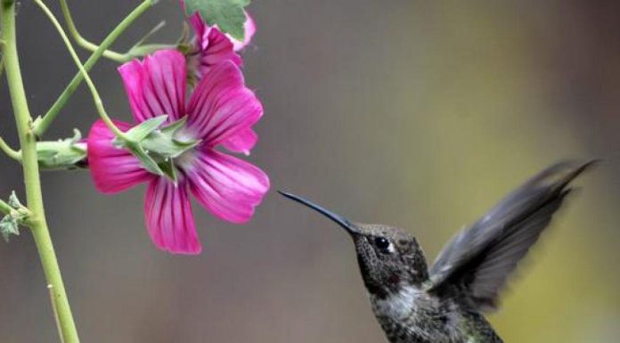 Nectars Floraux Contenant de l’Alcool Consommés par Abeilles Nectars Floraux Contenant de l'Alcool Consommés par Abeilles