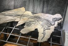 Dinosaures Antonio et Bruno à Villaggio del Pescatore Dinosaures Antonio et Bruno à Villaggio del Pescatore