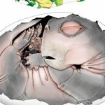 Ancêtres des mammifères et leur ponte d’œufs Ancêtres des mammifères et leur ponte d'œufs