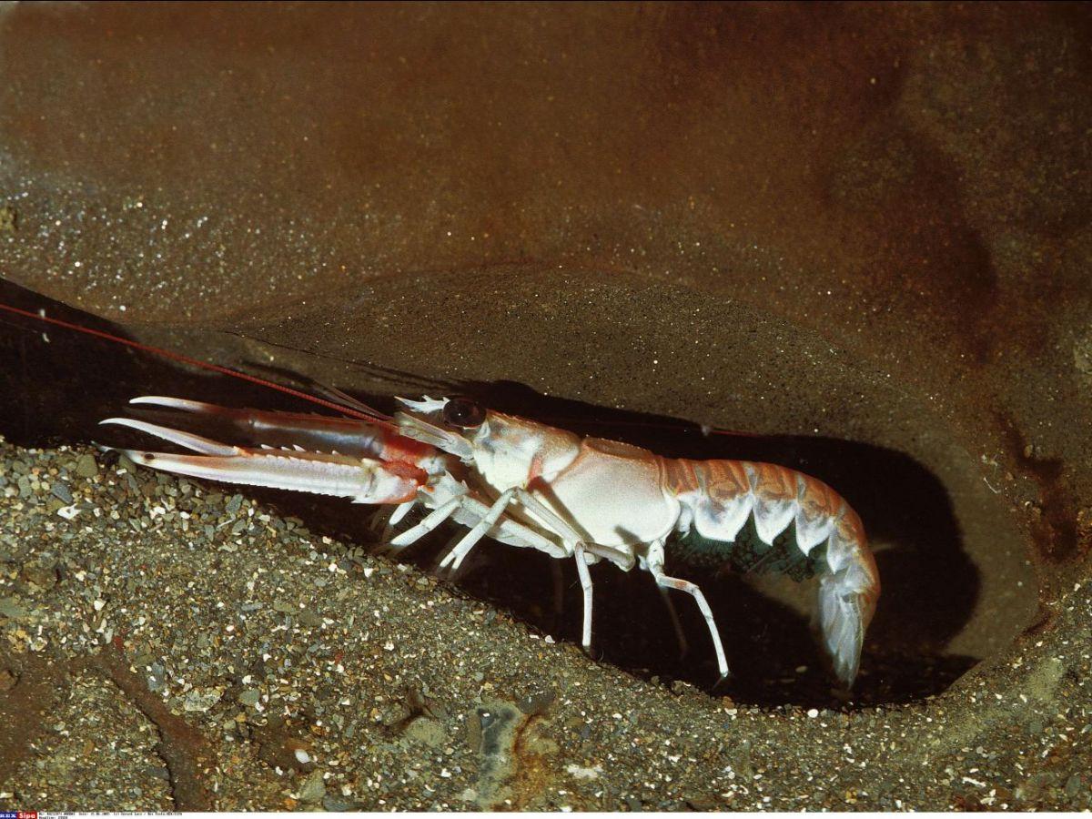 Aspirine et Lidocaïne Efficaces chez les Langoustines Aspirine et Lidocaïne Efficaces chez les Langoustines