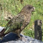 Bruce, Le Perroquet Handicapé Champion De La Bagarre Bruce, Le Perroquet Handicapé Champion De La Bagarre