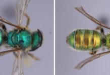 Cette abeille change de couleur selon l’humidité du milieu Cette abeille change de couleur selon l'humidité du milieu