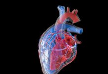 Cancer des tumeurs cardiaques: rareté expliquée Cancer des tumeurs cardiaques: rareté expliquée