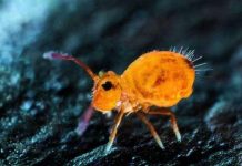 Sous Nos Pieds, La Terre Grouille De Vie Sous Nos Pieds, La Terre Grouille De Vie