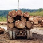 Renforcer la Transparence dans l’Exploitation Forestière Renforcer la Transparence dans l'Exploitation Forestière