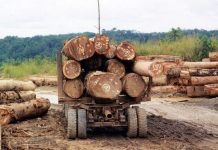 Renforcer la Transparence dans l’Exploitation Forestière Renforcer la Transparence dans l'Exploitation Forestière