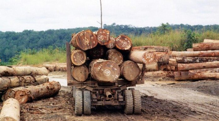 Renforcer la Transparence dans l’Exploitation Forestière Renforcer la Transparence dans l'Exploitation Forestière