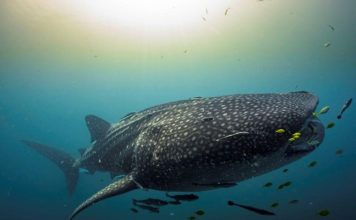 Indonésie Sanctuaire Des Requins-Baleines Selon Étude Indonésie Sanctuaire Des Requins-Baleines Selon Étude