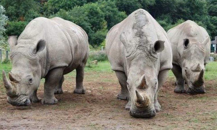 Les rhinocéros blancs de retour au Mozambique