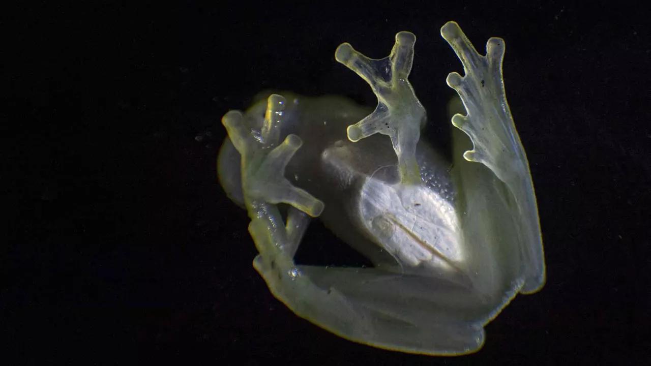 Becoming Invisible: Glass Frogs Unveil Their Mystery to Scientists Becoming Invisible: Glass Frogs Unveil Their Mystery to Scientists