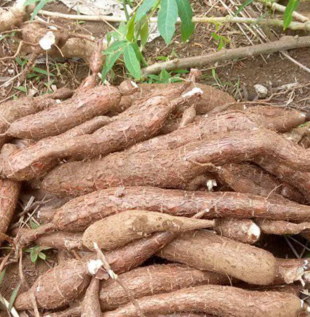 Le manioc est introuvable à Anjouan Le manioc est introuvable à Anjouan