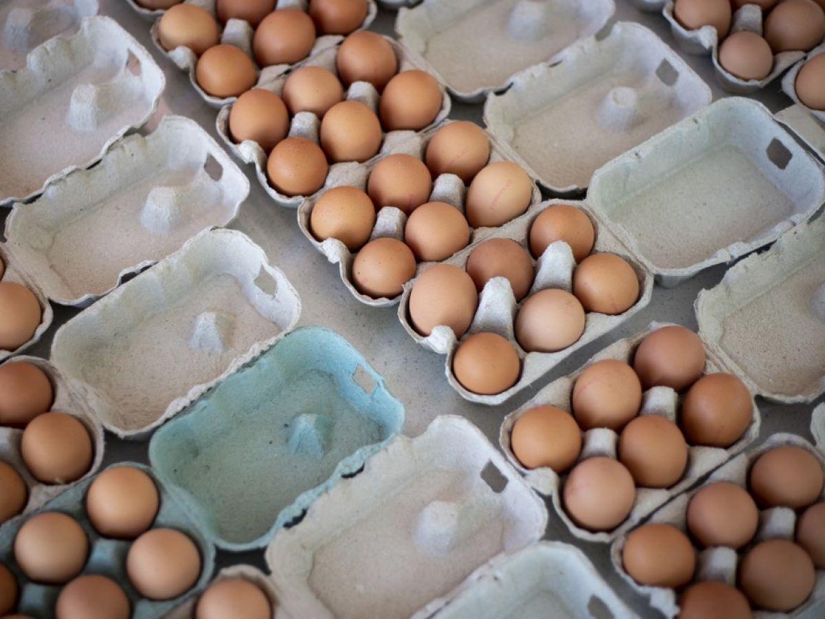 Les œufs, marqueurs « particulièrement sensibles » de la présence de PFAS ne doivent plus être consommés au sud de Lyon Les œufs, marqueurs « particulièrement sensibles » de la présence de PFAS ne doivent plus être consommés au sud de Lyon