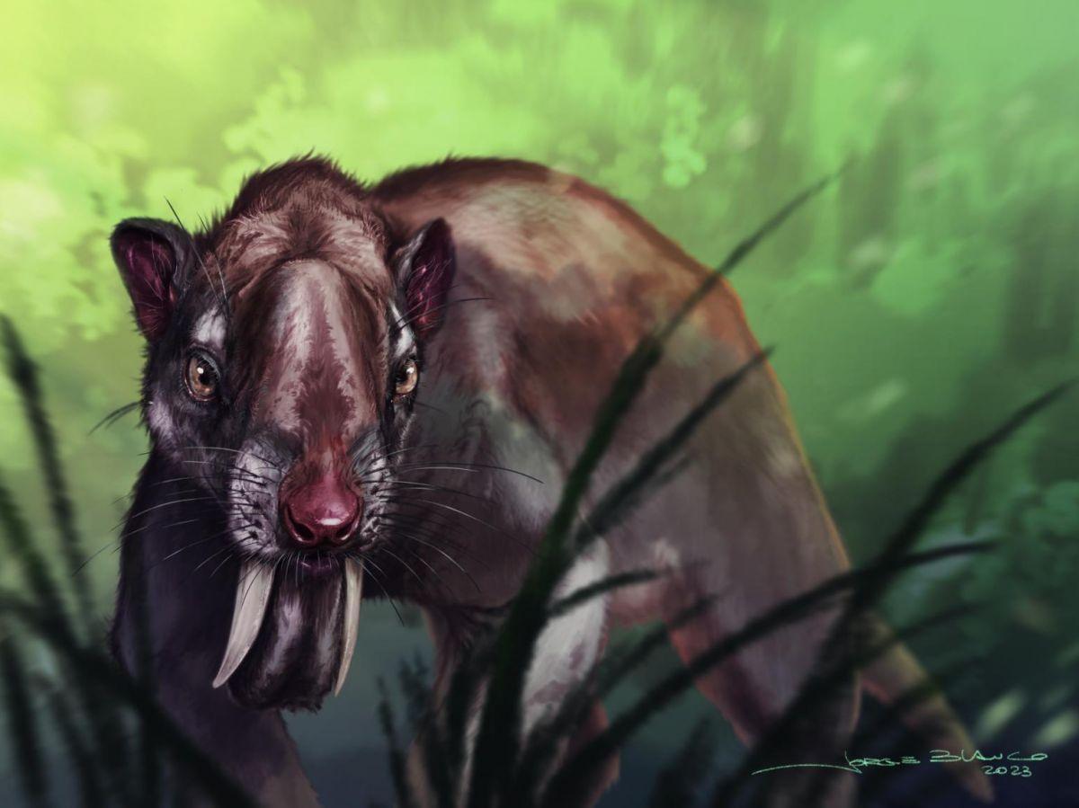 Les yeux étranges du marsupial à dents de sabre, un prédateur redoutable qui vivait il y a 5 millions d’années Les yeux étranges du marsupial à dents de sabre, un prédateur redoutable qui vivait il y a 5 millions d’années