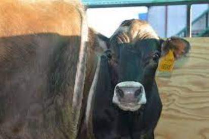 Comores Vanilla se lance dans l'élevage des bovins Comores Vanilla se lance dans l'élevage des bovins