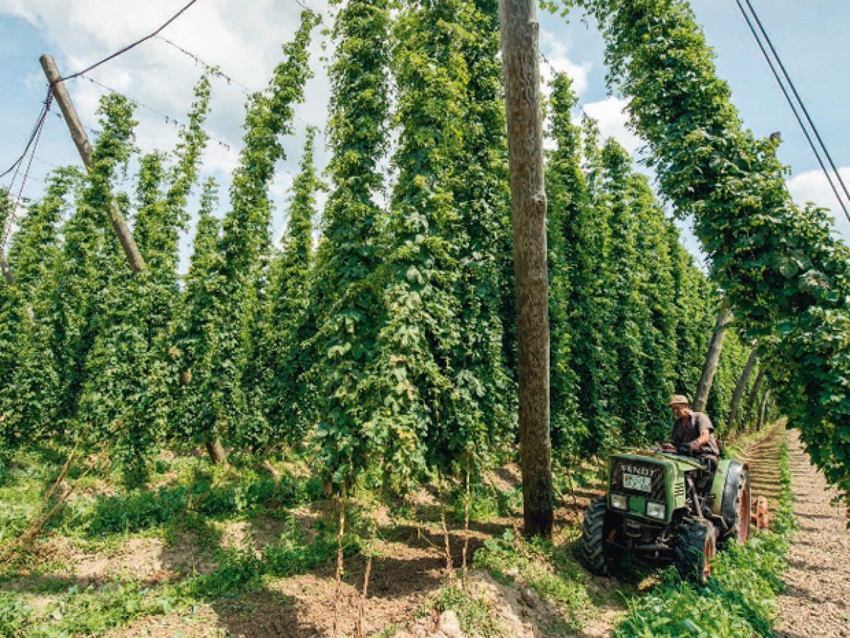 Ménopause : les plantes efficaces contre les bouffées de chaleur Ménopause : les plantes efficaces contre les bouffées de chaleur