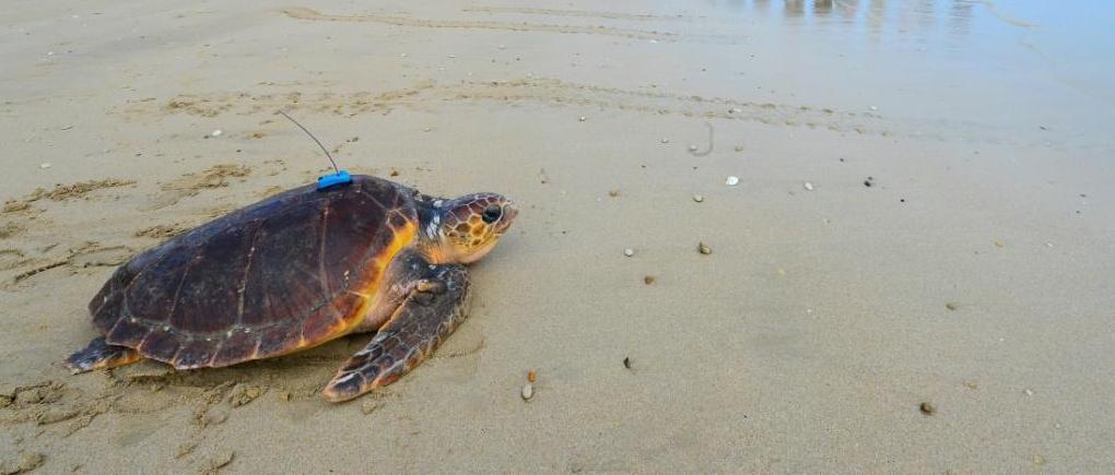Sur l’Île de Ré, des tortues retrouvent l’océan après avoir été soignées