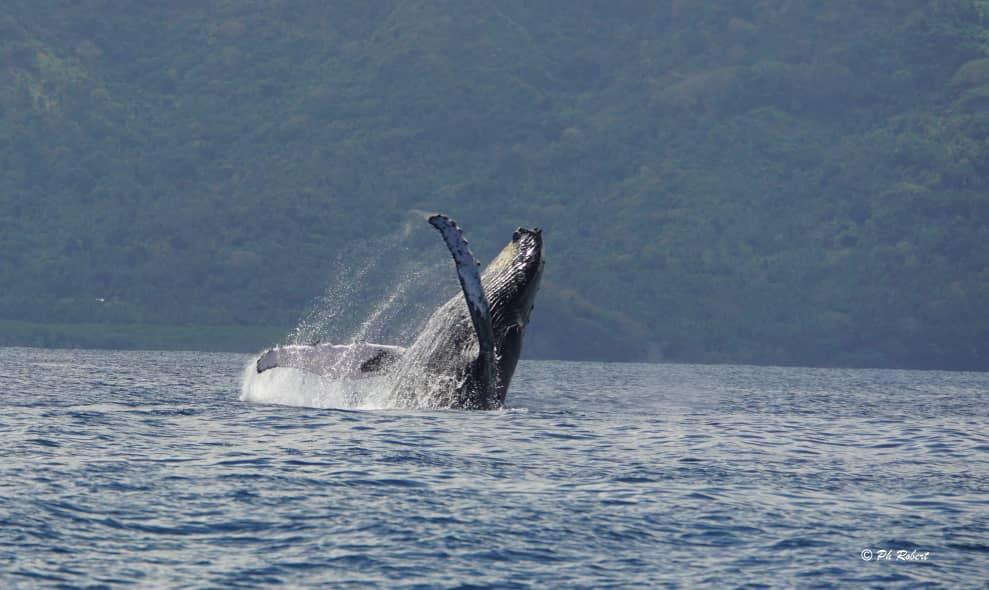 Le PNM appelle à une gestion concertée et durable des océans Le PNM appelle à une gestion concertée et durable des océans