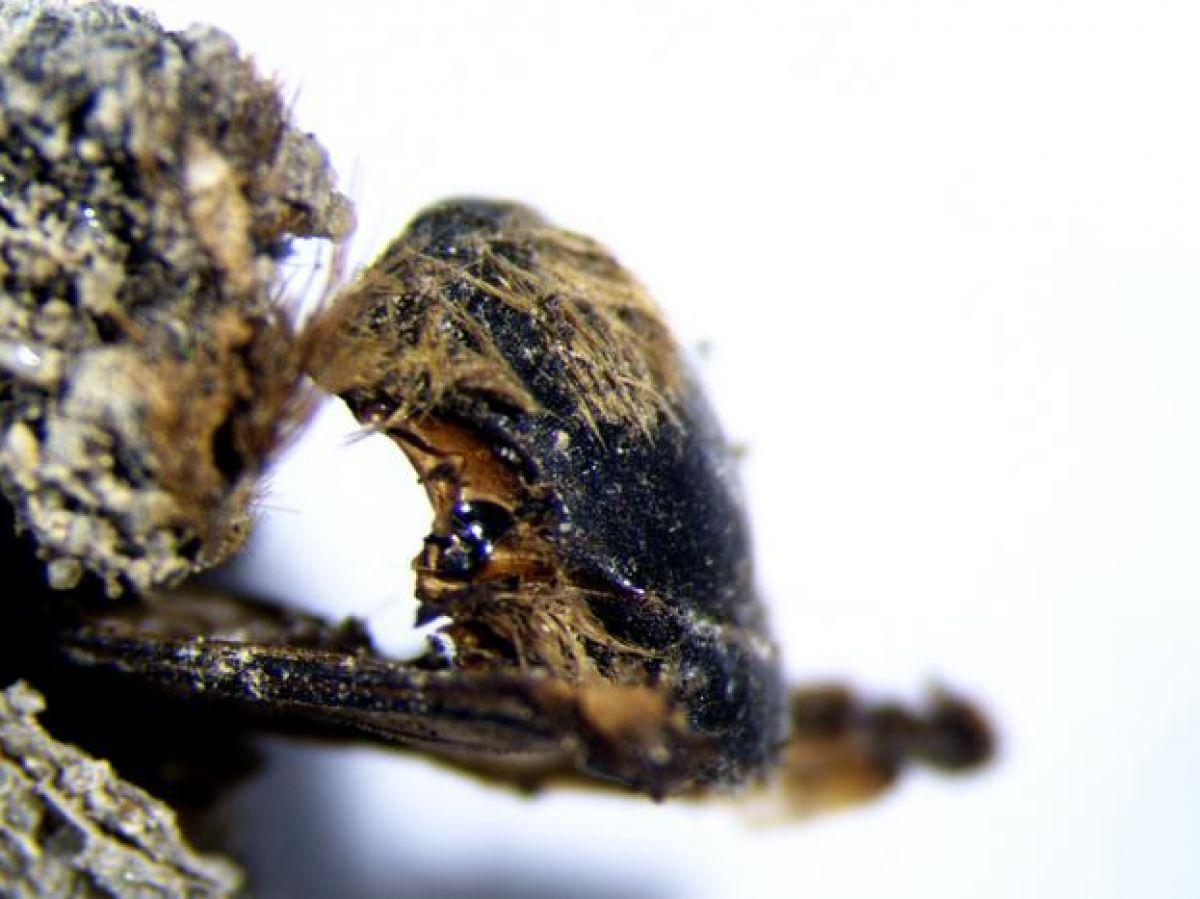 Découverte impressionnante de milliers d’abeilles momifiées, datant de l’époque des pharaons Découverte impressionnante de milliers d’abeilles momifiées, datant de l’époque des pharaons