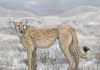 Un “guépard” éteint il y a 12.000 ans et aux caractéristiques étonnantes Un “guépard” éteint il y a 12.000 ans et aux caractéristiques étonnantes