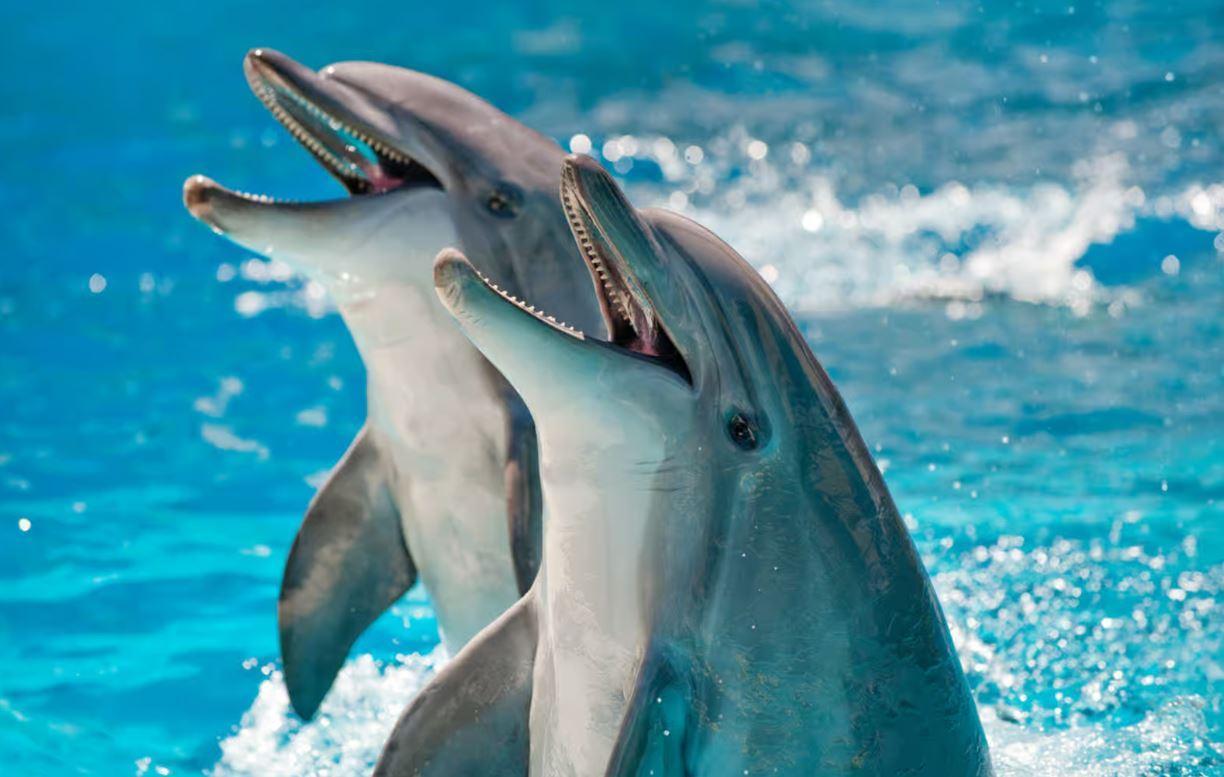Les Dauphins et les Orques Ont Franchi le Point de Non-Retour de L'évolution pour Vivre à Nouveau sur la Terre Ferme Les Dauphins et les Orques Ont Franchi le Point de Non-Retour de L'évolution pour Vivre à Nouveau sur la Terre Ferme