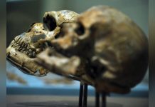 Crâne Ancien Pourrait Réviser L’Évolution Humaine Crâne Ancien Pourrait Réviser L’Évolution Humaine