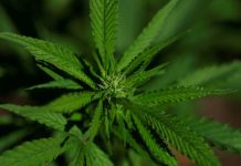 Preuve Scientifique du Cannabis pour Traiter la Douleur Preuve Scientifique du Cannabis pour Traiter la Douleur