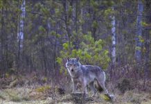 Enfant Blessée en GrèCe: Faut-Il Craindre les Loups? Enfant Blessée en GrèCe: Faut-Il Craindre les Loups?