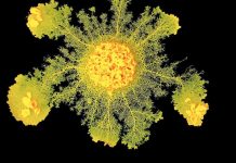 Apprendre sans Cerveau ni Neurones Apprendre sans Cerveau ni Neurones