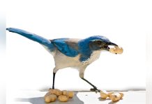 Ces Animaux qui Retiennent Tout, ou presque Ces Animaux qui Retiennent Tout, ou presque