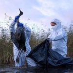 Grippe Aviaire: une Situation « Préoccupante » en Europe Grippe Aviaire: une Situation « Préoccupante » en Europe