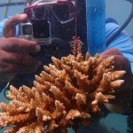 Scientifiques Comoriens en Quête D’Espoir pour Océans Scientifiques Comoriens en Quête D'Espoir pour Océans