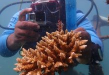 Scientifiques Comoriens en Quête D’Espoir pour Océans Scientifiques Comoriens en Quête D'Espoir pour Océans