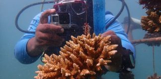 Scientifiques Comoriens en Quête D’Espoir pour Océans Scientifiques Comoriens en Quête D'Espoir pour Océans