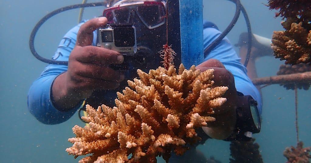 Scientifiques Comoriens en Quête D'Espoir pour Océans Scientifiques Comoriens en Quête D'Espoir pour Océans