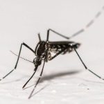 L’épidémie de Chikungunya S’achève en Métropole L’épidémie de Chikungunya S’achève en Métropole