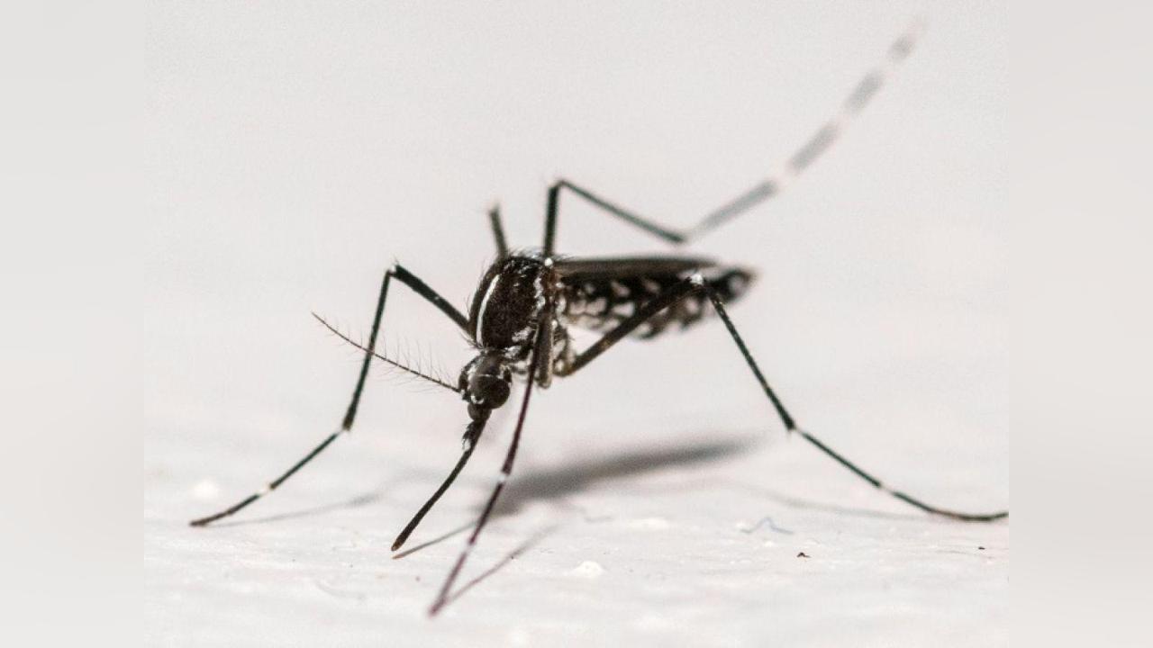 L’épidémie de Chikungunya S’achève en Métropole L’épidémie de Chikungunya S’achève en Métropole