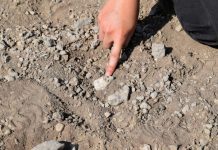 Découverte D’Un Pied Fossilisé Contemporain de Lucy Découverte D’Un Pied Fossilisé Contemporain de Lucy