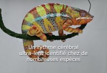 Rythme Ultra-Lent et Parasites chez les Romains Rythme Ultra-Lent et Parasites chez les Romains