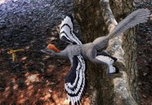 Mue du Dinosaure À Plumes et Incapacité À Voler Mue du Dinosaure À Plumes et Incapacité À Voler