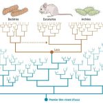 Luca, L’ancêtre de Tous les Êtres Vivants Luca, L’ancêtre de Tous les Êtres Vivants