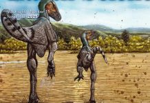 Dinosaure Mongol Vitesse Comparable à Usain Bolt Dinosaure Mongol Vitesse Comparable à Usain Bolt