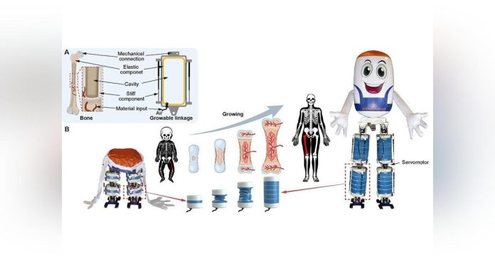 Robot Humanoïde Gonflable Changeant de Taille Robot Humanoïde Gonflable Changeant de Taille