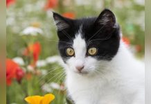 Selon L’Analyse de Leurs Poils, les Chats Seraient… Végans Selon L’Analyse de Leurs Poils, les Chats Seraient… Végans